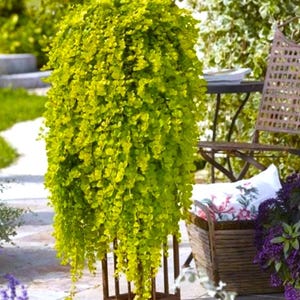 May include: A lush, cascading green plant in a decorative wooden planter. The plant has small, rounded leaves and a vibrant, yellow-green hue. The planter is a dark brown, rectangular structure with vertical supports, adding a touch of elegance to the outdoor setting.