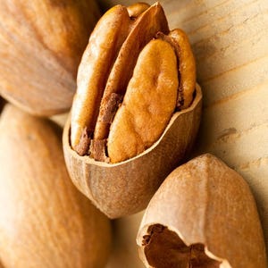 Hardy Pecan Tree (Live plant 1-2 feet Tall, Bare Root) large and tasty nuts  Carya illinoinensis