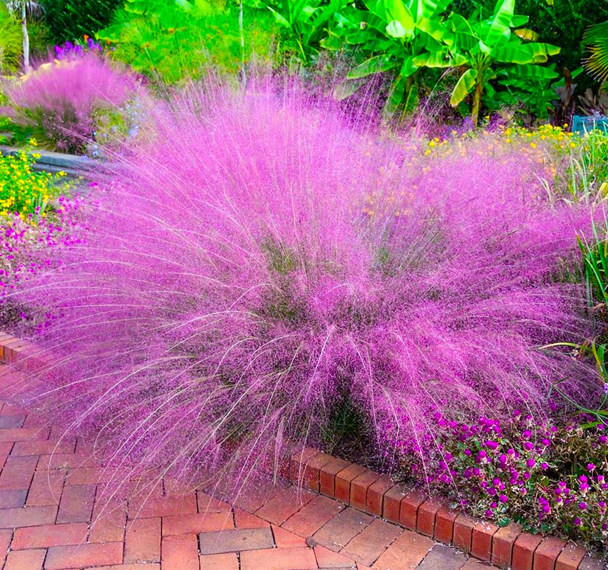 Pink Grass Muhly muhlenbergia Capillaris Bare Root, Pink Flowers, Deer