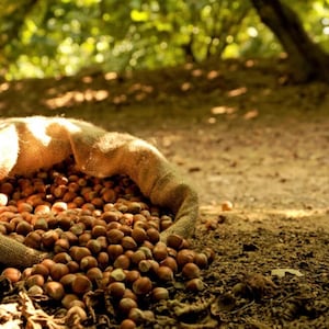 May include: A burlap sack overflowing with hazelnuts sits on the forest floor. The nuts are brown and round, with a few spilling out onto the ground. The background shows a blurred view of trees and sunlight.