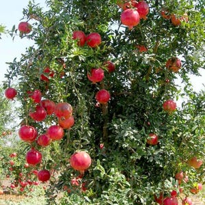 May include: A pomegranate tree laden with numerous round, bright red fruits hanging from thin, leafy branches. The tree features dense green foliage and a clear blue sky in the background, showcasing the ripe pomegranates at various heights.