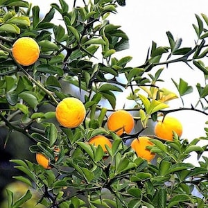 May include: Close-up of a tree branch with bright yellow, round fruits. The fruits are surrounded by green leaves and thorny branches. The image is well-lit, showcasing the natural colors and textures of the plant.