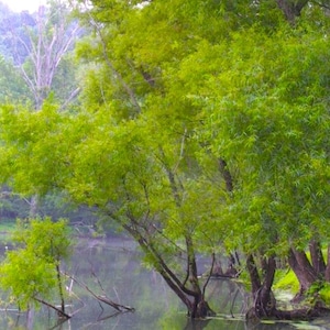 May include: A serene landscape featuring lush green trees with vibrant foliage, gracefully arching over a calm body of water. The scene is bathed in soft light, creating a tranquil and natural environment. The water reflects the trees and sky.