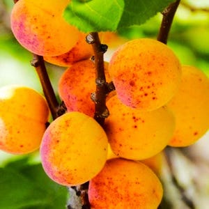 2 (Two) Cold Hardy Apricot Live Trees (3-4 feet Tall, Bare root) Homesteading