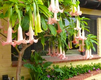 2 (Two) Angel Trumpet Pink (Brugmansia) CUTTINGS  6-8 inch long  No roots~ Mega Bloomer ~ Prolific Flowering Fragrant