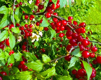 12 Seeds Dwarf Cherry Fruit Tree (prunus Jacquemontii) Afghan