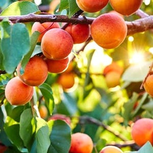 3 (Three) Cold Hardy Apricot Live Trees (3-4 feet Tall, Bare root) Homesteading