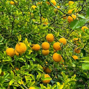 May include: A dense citrus tree with numerous round, textured yellow-orange fruits hanging from thorny, green branches. The tree features small, vibrant green leaves interspersed among the ripening fruit, creating a lush, layered appearance.