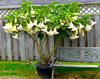2 (Two) Angel Trumpet White (Brugmansia) CUTTINGS  NO roots~ Mega Bloomer ~ Prolific Flowering Fragrant, 5-8 inch long