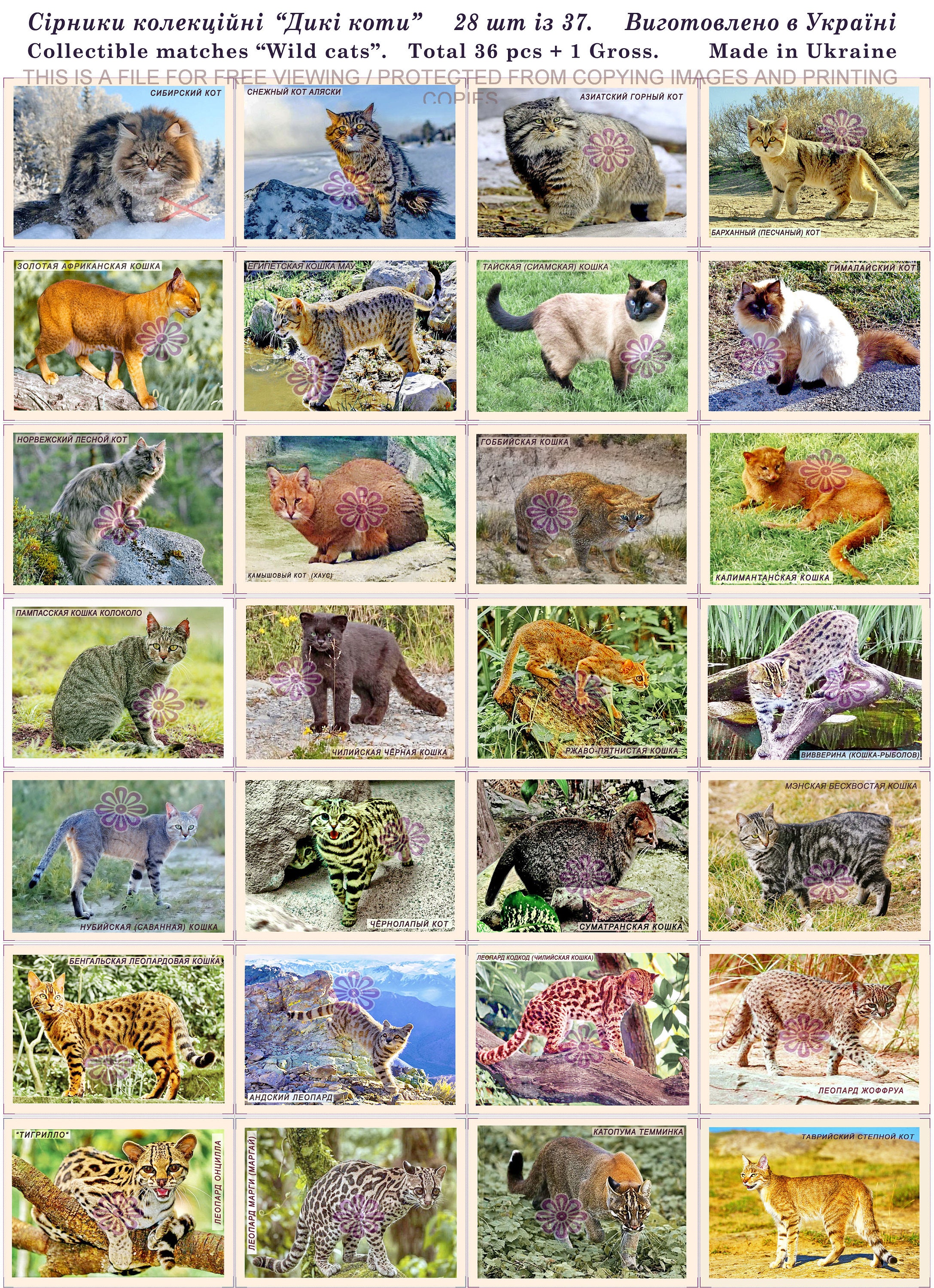 Wild Cats Set of the 37 Ukrainian Matchbox Labels PDF Digital - Etsy Wild Cats Set of the 37 Ukrainian Matchbox Labels PDF Digital - Etsy