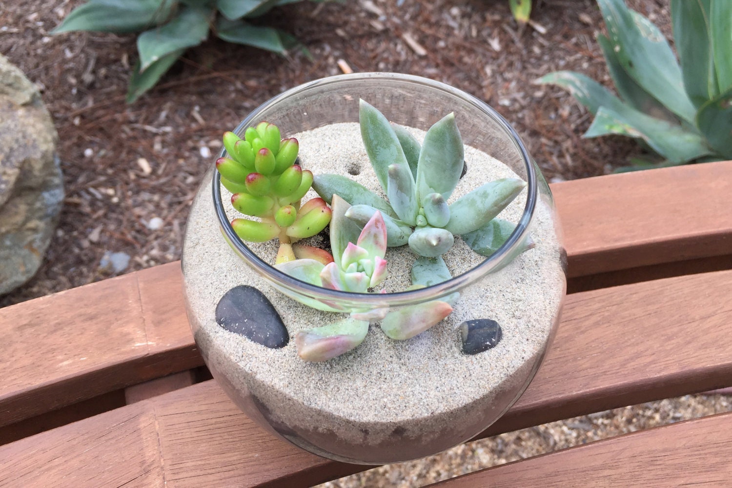 Complete Terrarium Kit Glass Globe Planter Beach Sand & Etsy