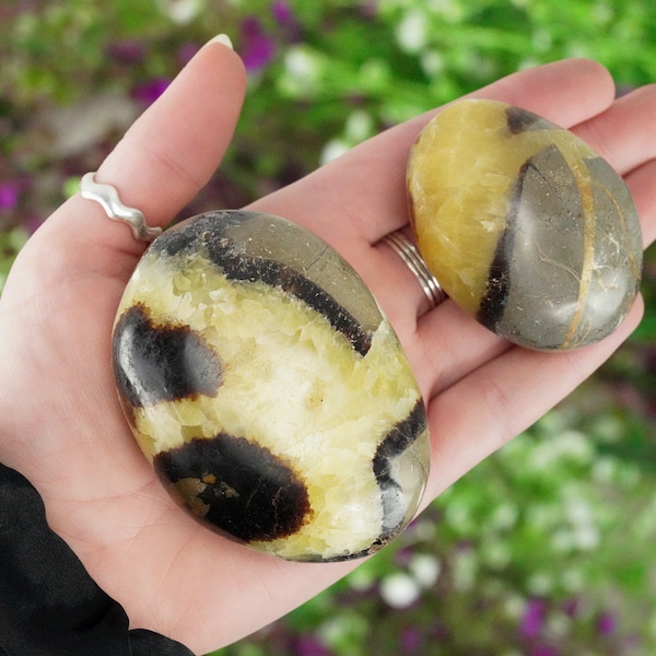 Septarian Palm Stone, Polished Gemstone