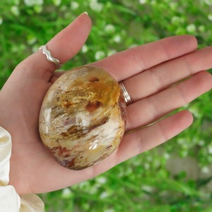 Petrified Wood Palm Stone