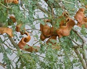 20 Faidherbia albida Seeds, Ana tree Seeds, Apple ring tree, apple-ring acacia, gao, white acacia, white-thorn, winter thorn