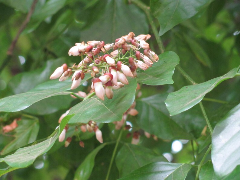 Kết quả hình ảnh cho Pongamia pinnata