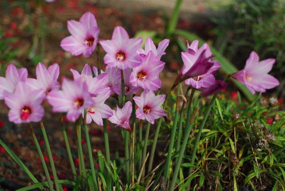 10 Zephyranthes Robusta Pink Fairy Lily Or Pink Rain Lily Etsy