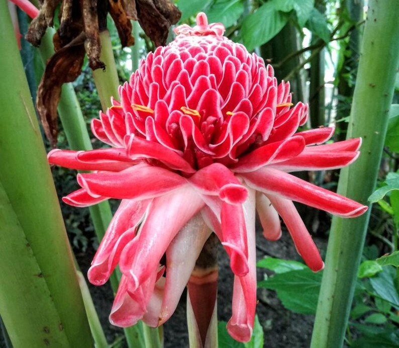 100 Etlingera elatior Seeds Pink Torch