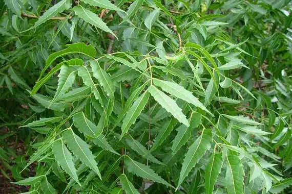 100 Azadirachta Indica Seeds Neem Tree Seeds Neem Seeds Etsy