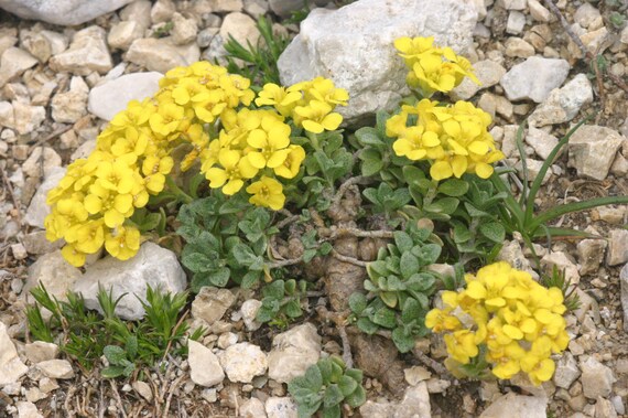 10 Alyssum ovirense Seeds