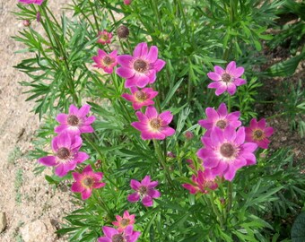 10 Anemone x lesseri Seeds, Windflower Seeds