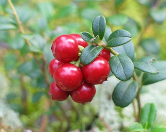 20 vaccinium macrocarpon Seeds, Cranberry Seeds