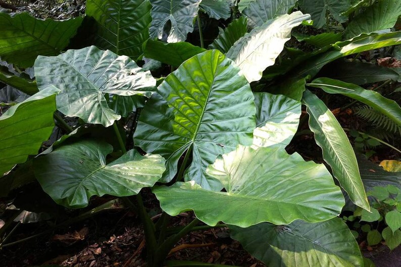 Giant Ape Seeds Giant Taro Seeds 20 Alocasia Macrorrhizos Seeds Upright Elephant Ear Seeds Fruit Vegetables Home Living Delage Com Br
