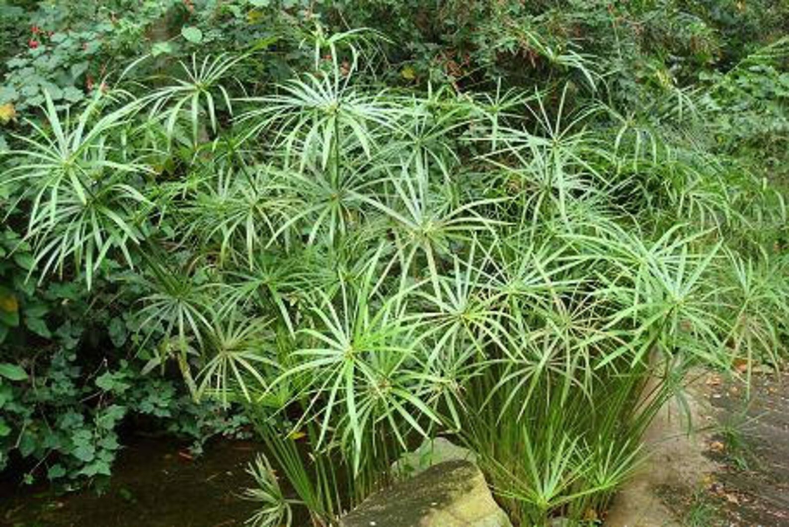500 Cyperus alternifolius Seeds Umbrella Plant Seeds Etsy