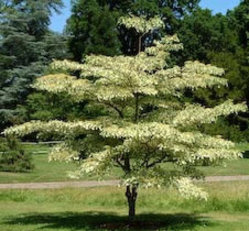 50 Seeds Cornus controversa Giant Dogwood Wedding cake tree Etsy