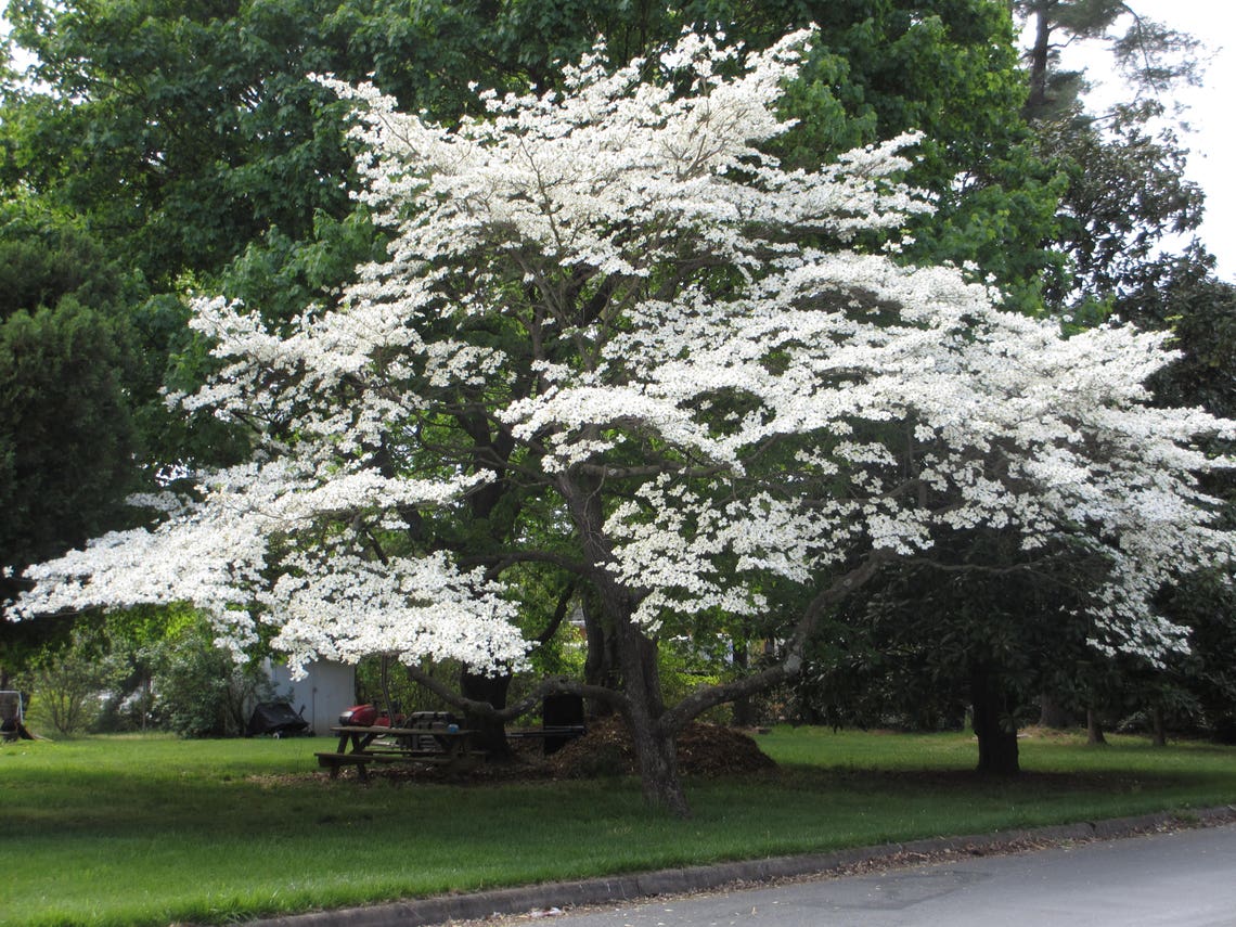 10  Cornus florida Seeds Flowering dogwood Seeds image 0