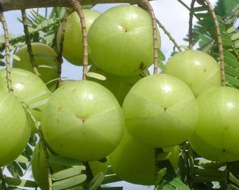 200 Phyllanthus emblica Seeds. Indian Gooseberry Seeds. Amla Seeds
