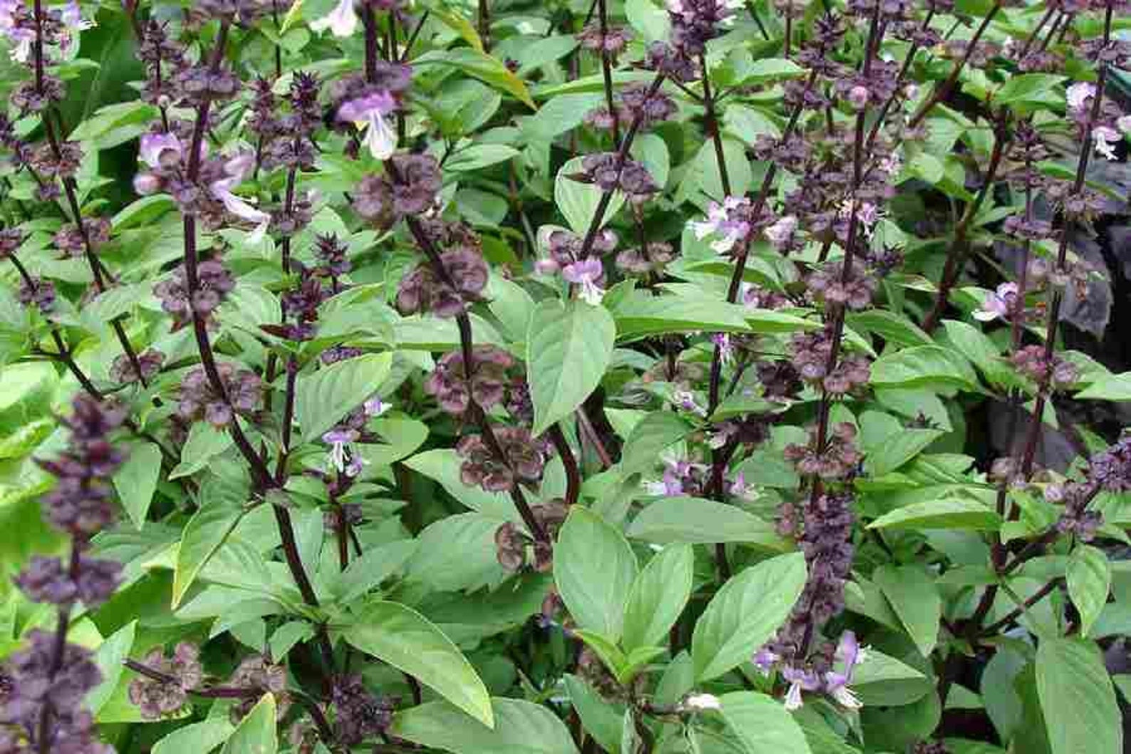 1000 Seeds Ocimum basilicum Seeds. Basil Sweet basil Ram Etsy