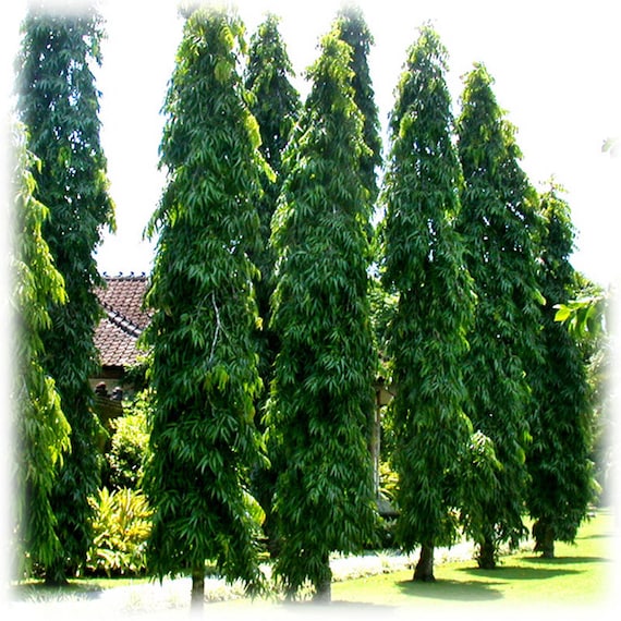 20 Ashoka Tree Seeds Polyalthia longifolia Seed Ashoka Etsy