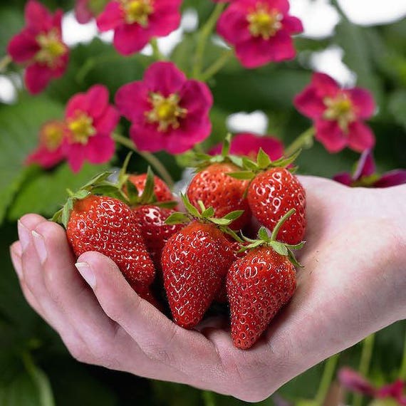 Frucht- 500 Samen Reugen Alpine Erdbeere