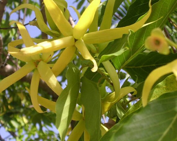 10 Samen Cananga odorata Parfumbaum // Ylang Ylang SAFLAX