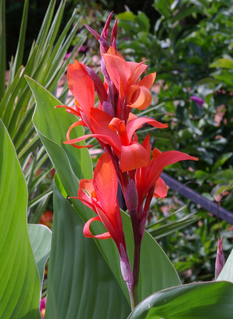 100 canna Indica zaden Canna lelie Indische Shot saka Etsy