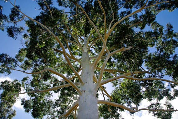 Graines//Seeds Corymbia citriodora 50 Eucalyptus citriodora