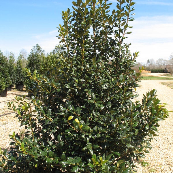 10 semillas Ilex ' Nellie R. Stevens