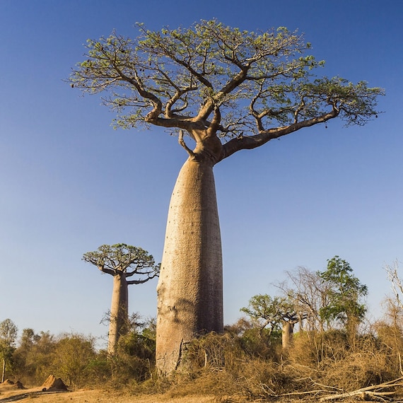 50 Adansonia Digitata Nasiona Baobabu Krem Z Drzewa Tatarskiego Małpa Chleb Drzewo Lemoniada Drzewo