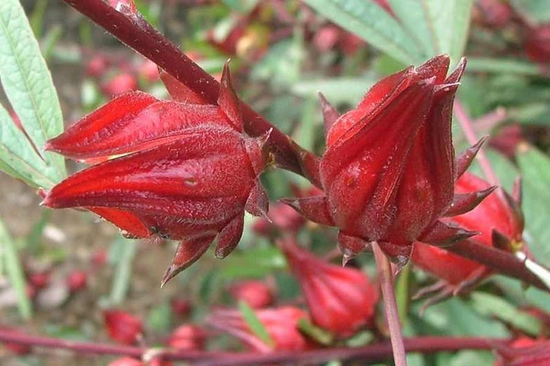 Serene Hibiscus Sabdariffa Seeds View Digital Art Serene Hibiscus Sabdariffa Seeds View Digital Art