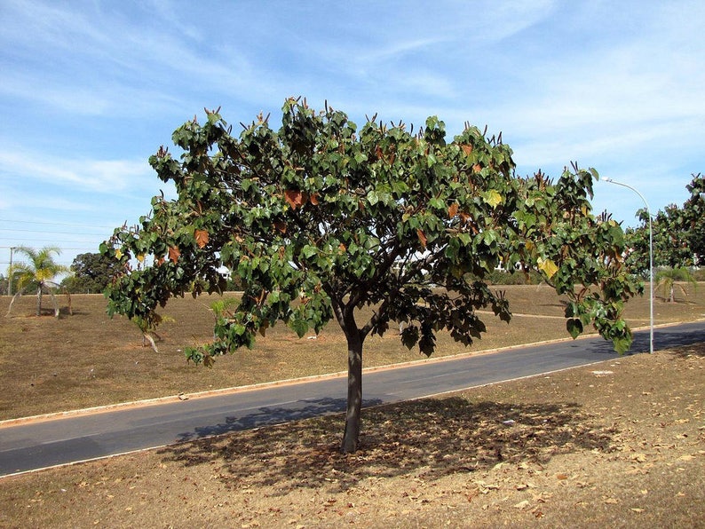- 10 Seeds Lagopus Ochroma Pyramidale Balsa Wood Tree Lagopus