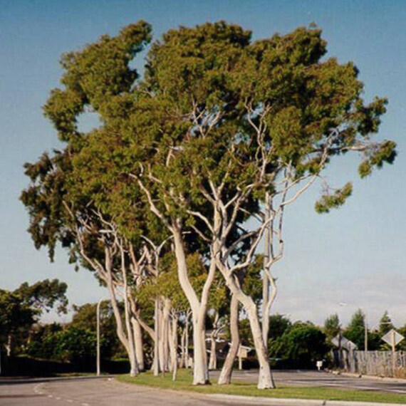 Eucalyptus citronn 100 graines Eucalyptus citriodora