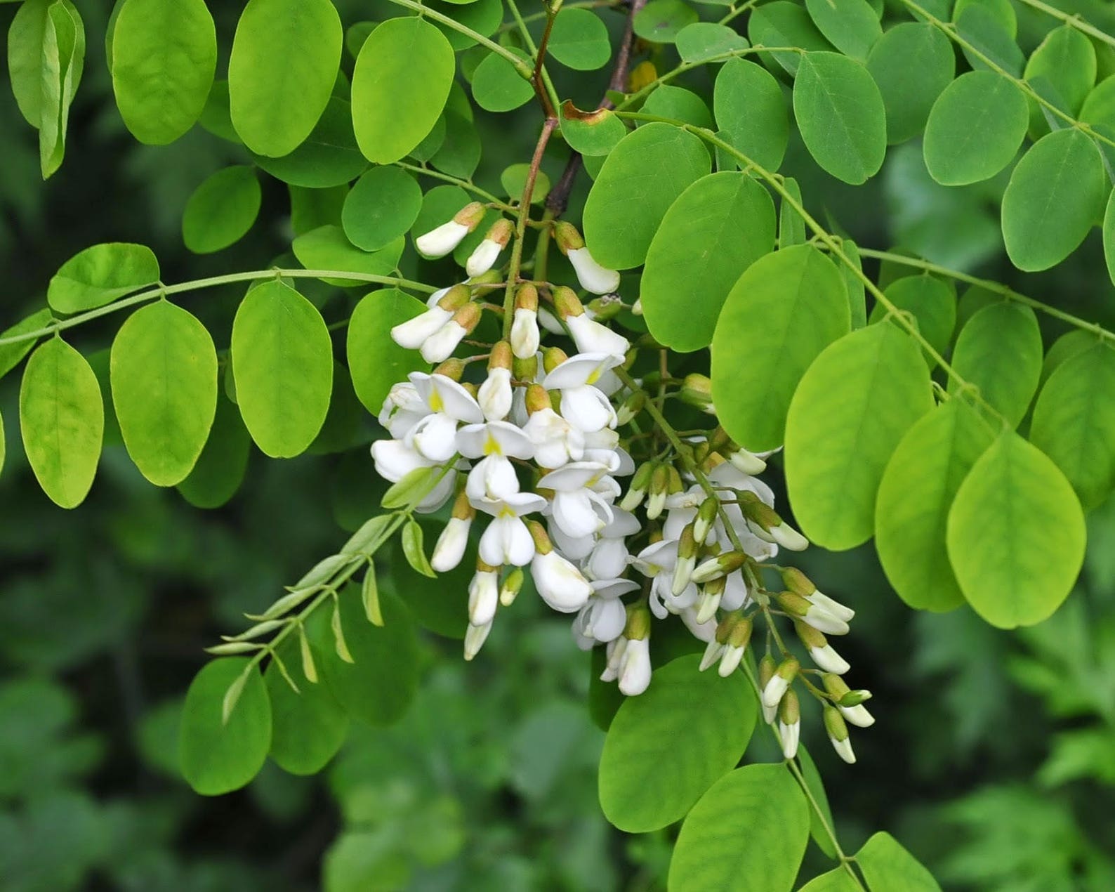 Robinia pseudoacacia рисунок