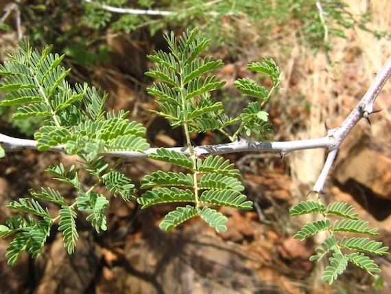 50 Acacia senegal Senegalia senegal Gum Arabic Tree Seeds ...