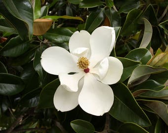50 Seeds Magnolia grandiflora , southern magnolia , bull bay Seeds