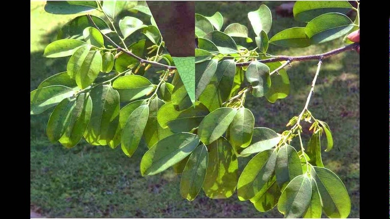 100 Diospyros ebenum Seeds India Ebony Tree Seeds Ceylon Ebony Seeds 100 Diospyros ebenum Seeds India Ebony Tree Seeds Ceylon Ebony Seeds