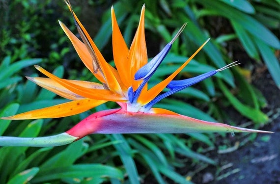 25 strelitzia reginae seeds