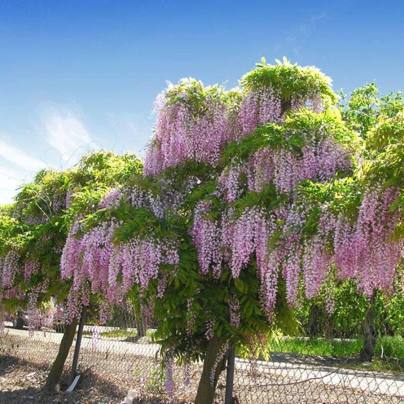 50 Bolusanthus speciosus African Wisteria tree Tree