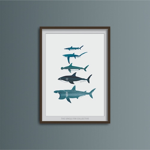 Giclee Art Print of Whale Species Marine Themed Wall Art Etsy