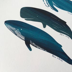 Giclee art print of whale species, marine themed wall art, picture of whales, Sealife inspired art image 6