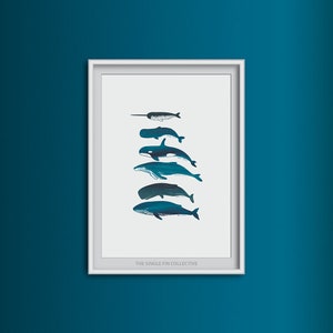 Giclee art print of whale species, marine themed wall art, picture of whales, Sealife inspired art image 4